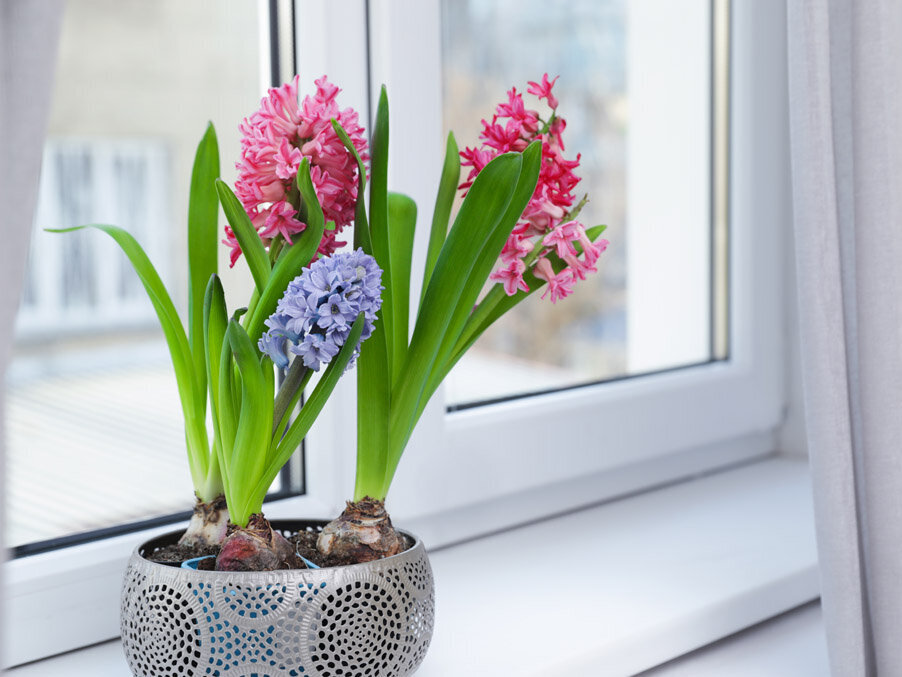 Blühende Hyazinthen auf einer Fensterbank.