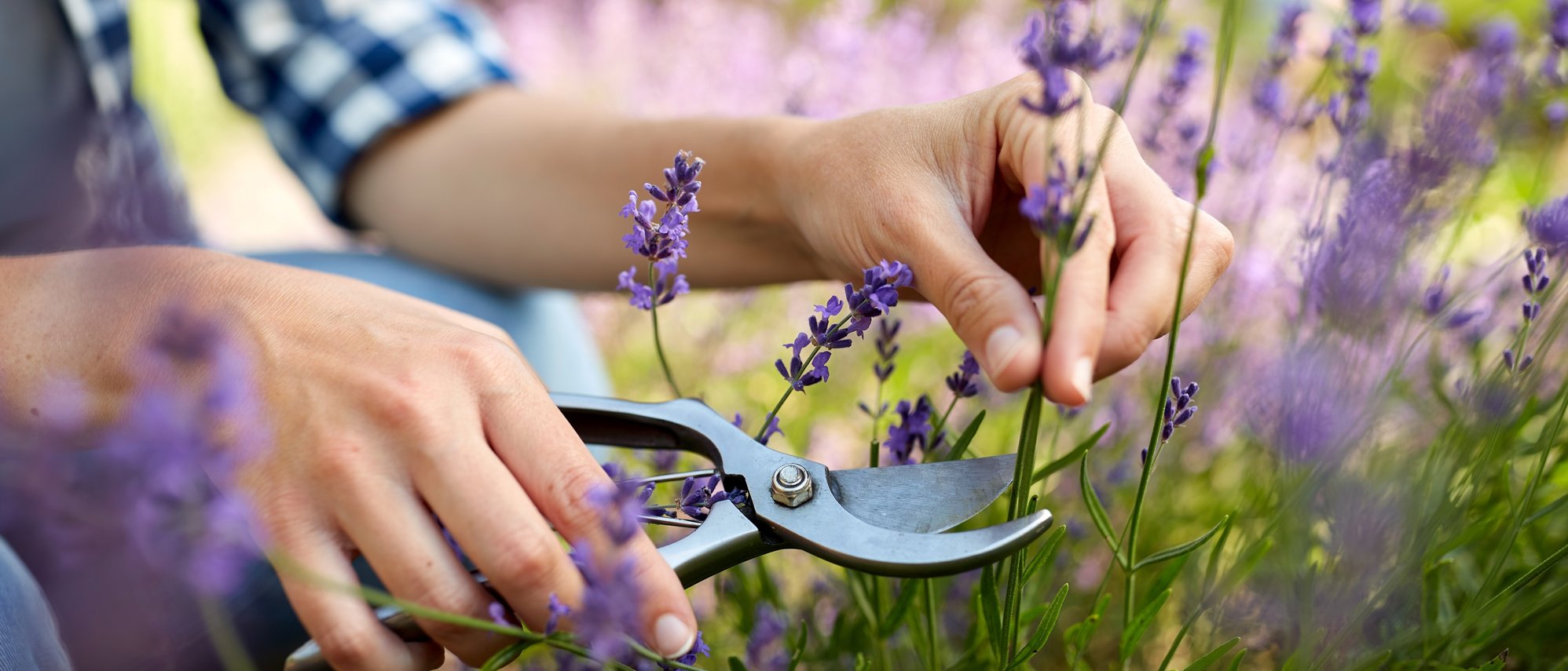 Lavendel wird mit einer Gartenschere geschnitten