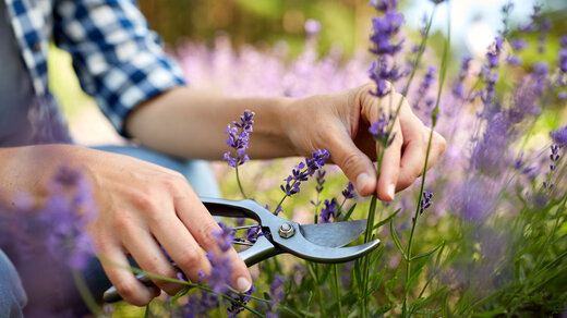 Lavendel schneiden mit einer Gartenschere
