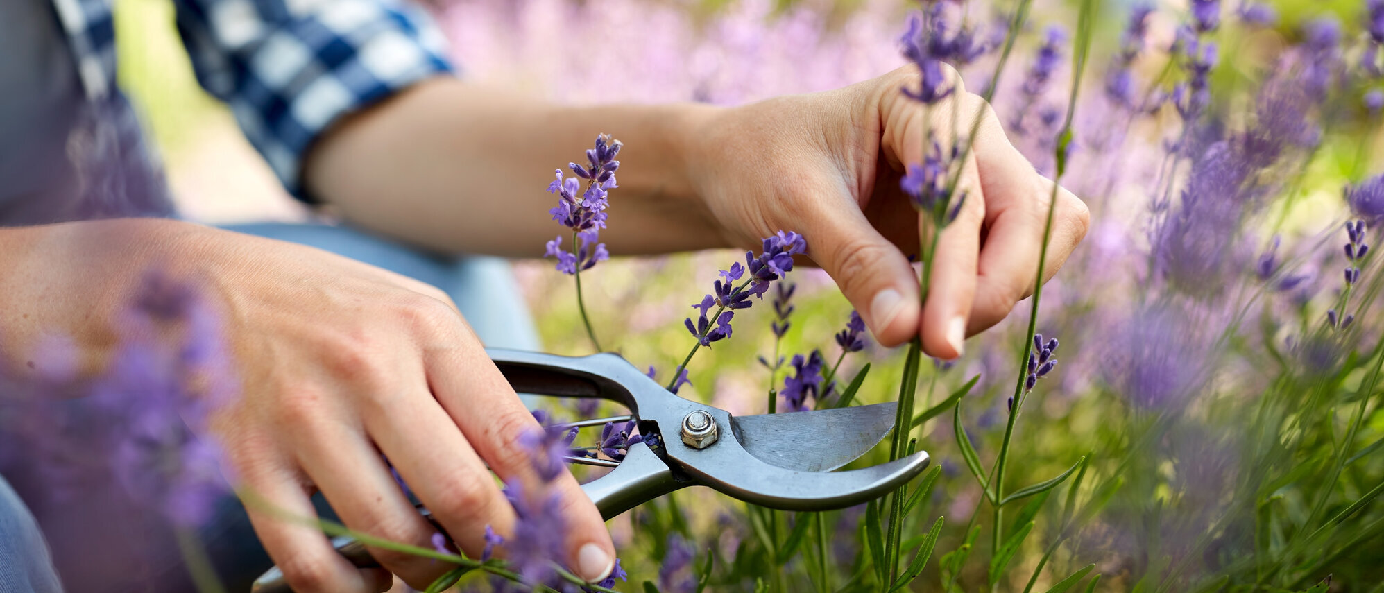 Lavendel wird mit einer Gartenschere geschnitten