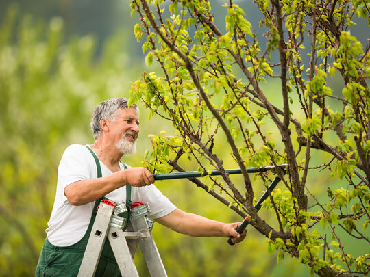 Senior steigt auf Obstbaumleiter, um Baum zu schneiden