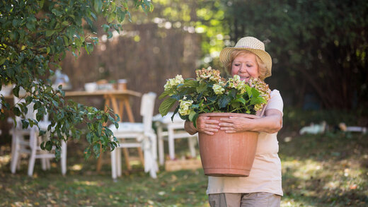 Eine Seniorin mit Hut trägt einen schweren Pflanzkübel durch ihren Garten. In dem Kübel wachsen Hortensien.