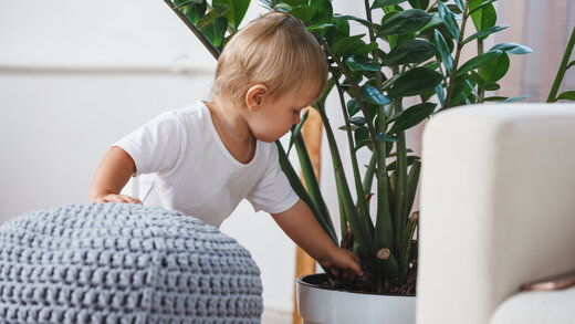 Ein Kleinkind greift in den Blumentopf einer großen Zimmerpflanze.