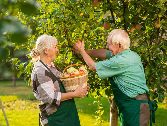 Senioren pflücken Obst im Garten