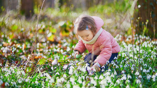 Kleinkind pflückt giftige Frühblüher (Schneeglöckchen) im Wald.