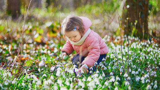 Ein kleines Mädchen in rosa Jacke pflückt giftige Frühblüher (Schneeglöckchen) im Wald.