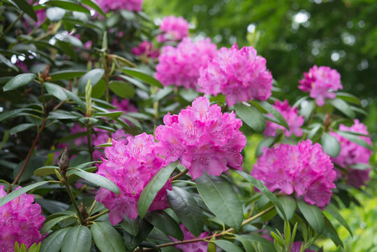 Rhododendron / Alpenrose, giftige Pflanze im Garten