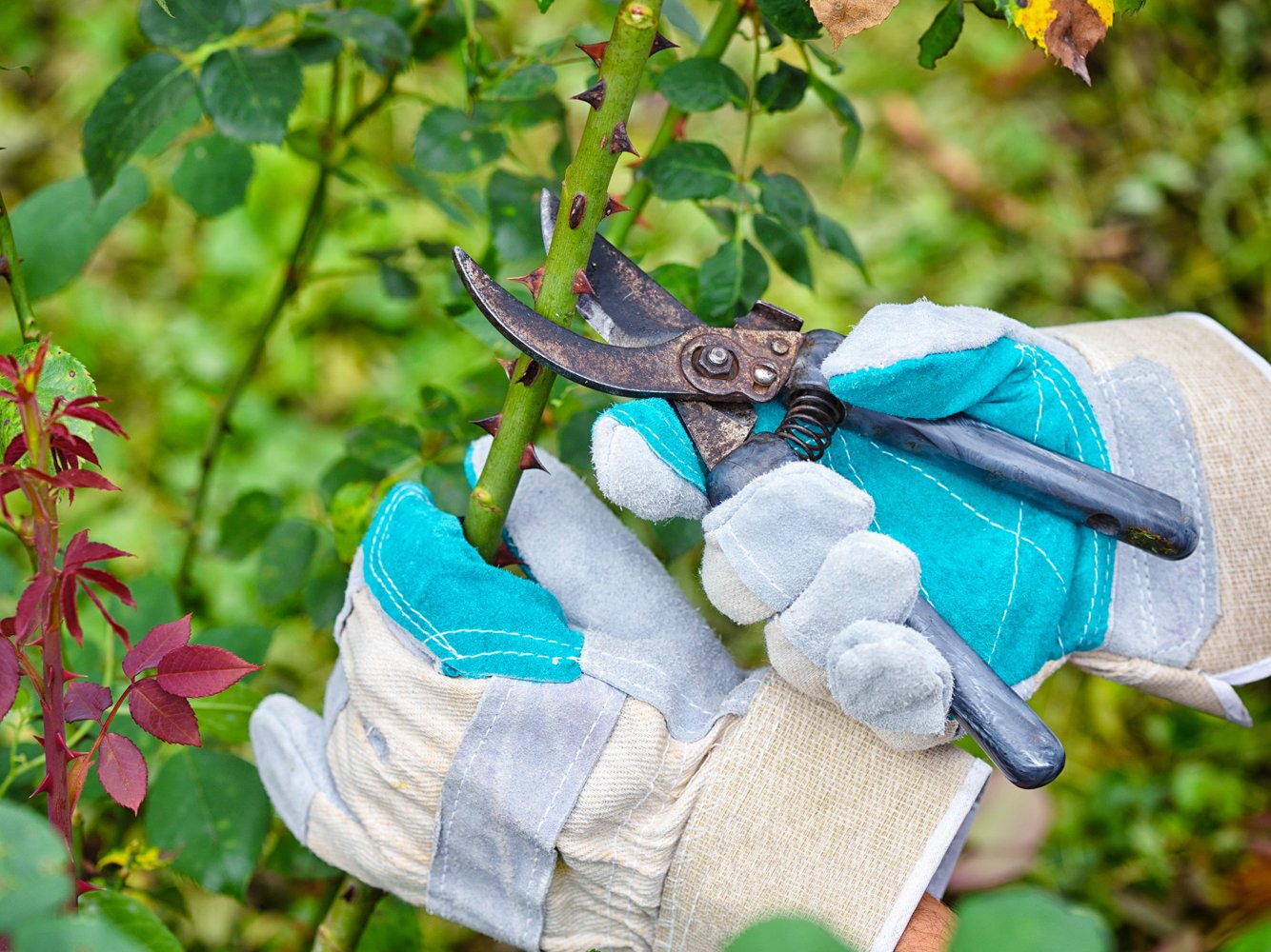 Hände in Schutzhandschuhen halten eine Gartenschere und schneiden Rosen.