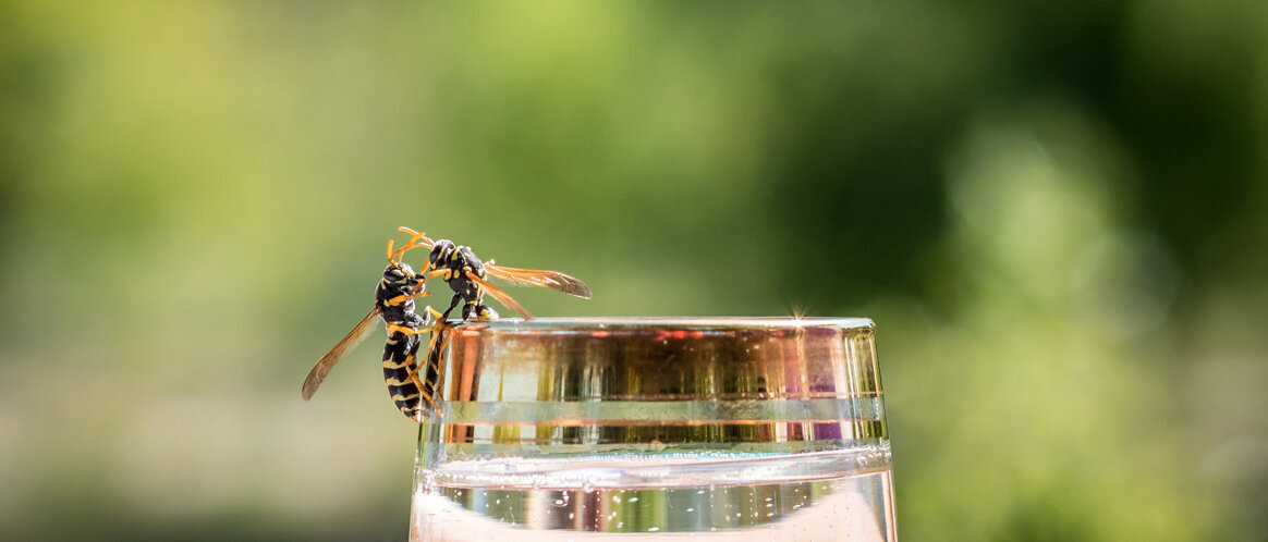 Zwei Wespen an einem Wasserglas