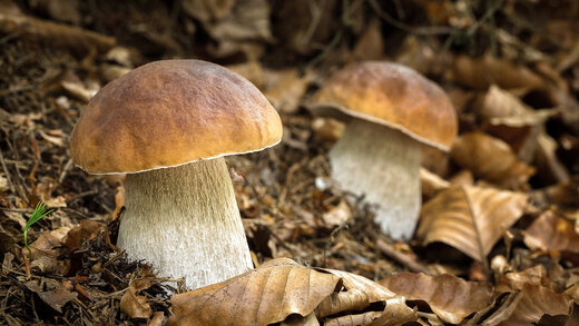 Braune, große Pilze in einem Wald. Es handelt sich um Steinpilze.