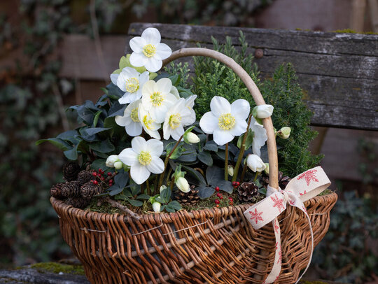 Weiße Blüten der Christrose. Die Pflanze steht in einem Weidenkorb im Freien.