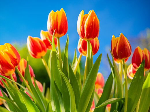 Rote Tulpen auf einer Wiese.