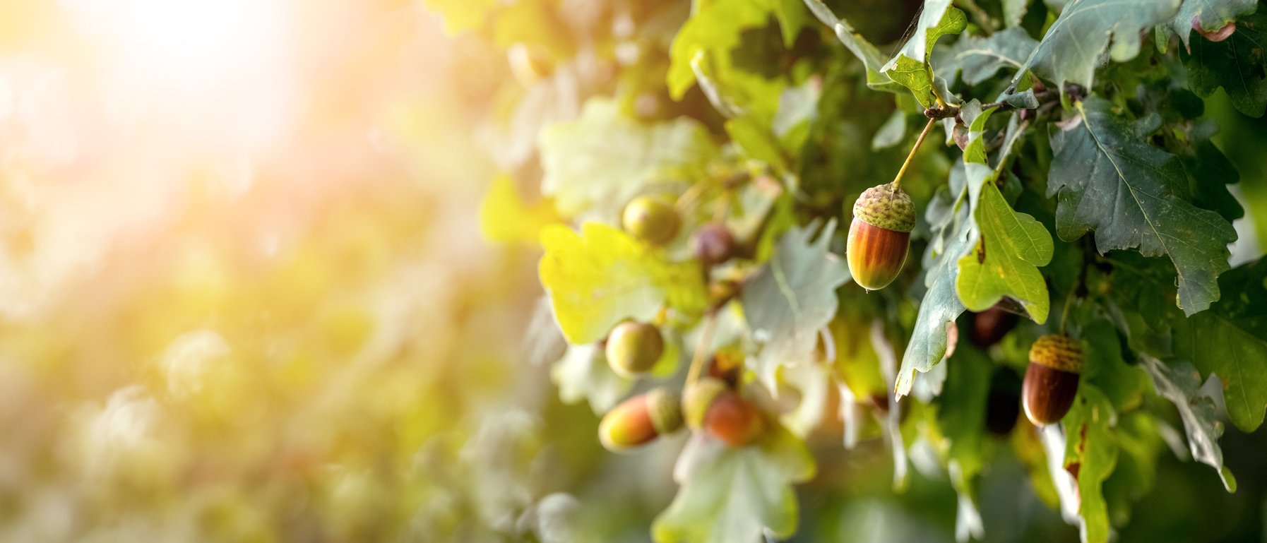 Im Herbst sind Eicheln, die essbaren Früchte der Eiche, reif. 