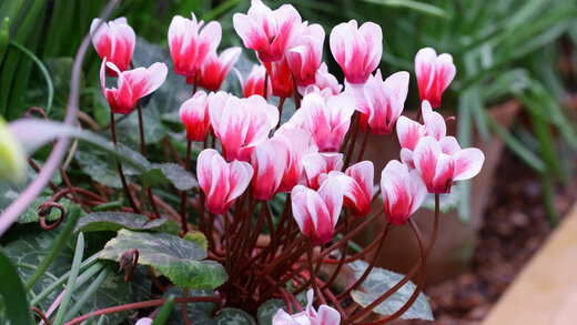 Alpenveilchen im Balkonkasten