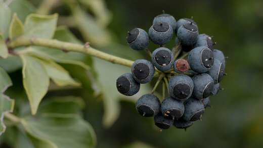 Schwarze Samen an einer Efeupflanze.