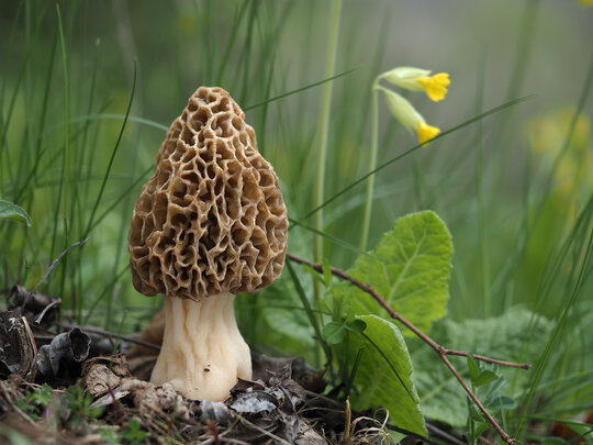 Foto einer Speisemorchel 