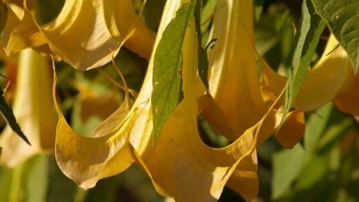 Gelbe Blüten der Engelstrompete