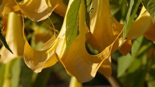 Gelbe Blüten der Engelstrompete