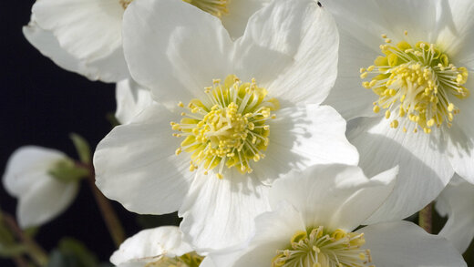 Weiße Blüten einer Christrose