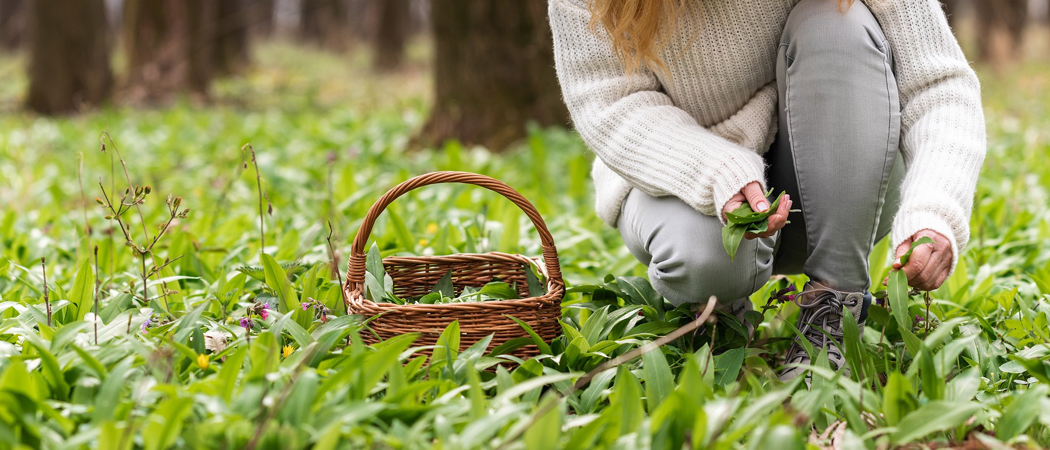 Eine Person pflückt Bärlauch im Wald. 