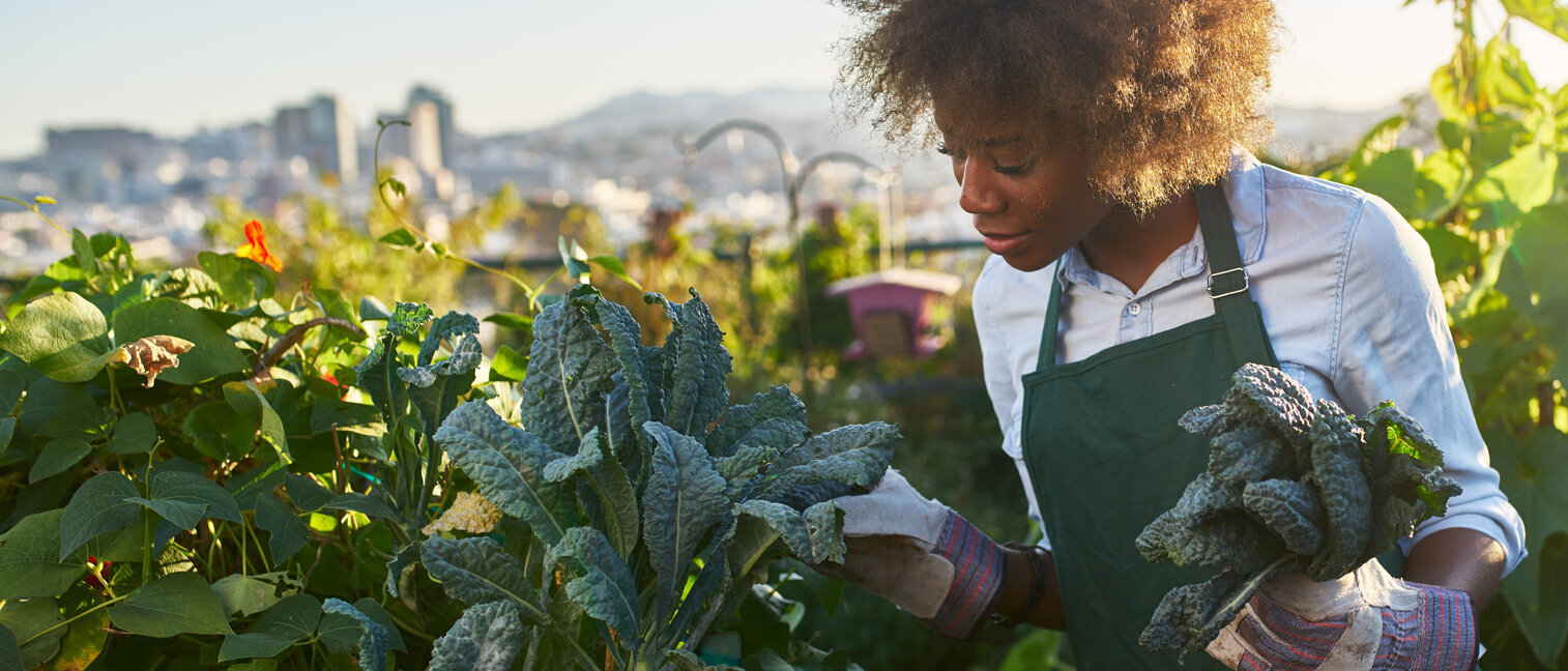 Junge Frau erntet Gemüse in ihrem Garten