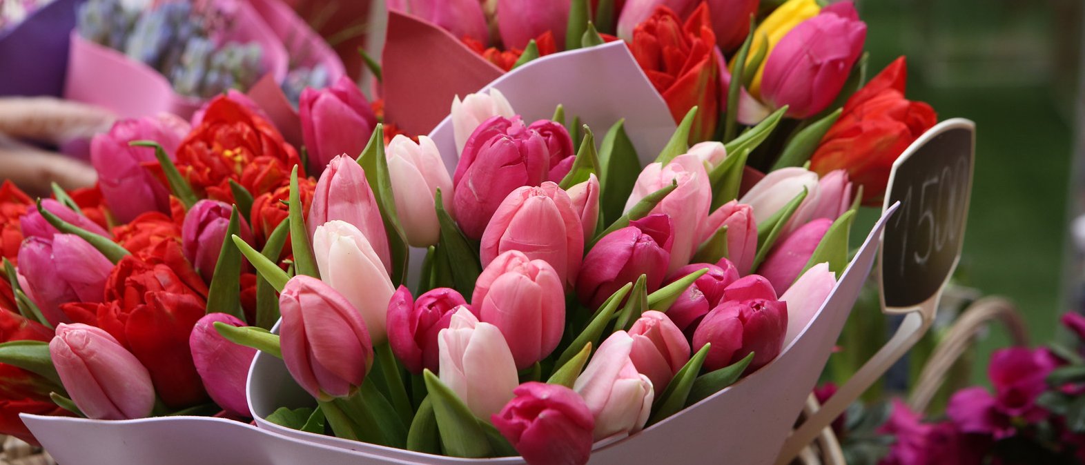 Strauß Tulpen. Giftige Schnittblumen