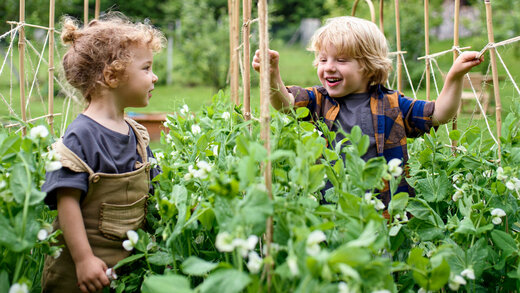 Zwei Kinder im Gemüsebeet zwischen Rankpflanzen