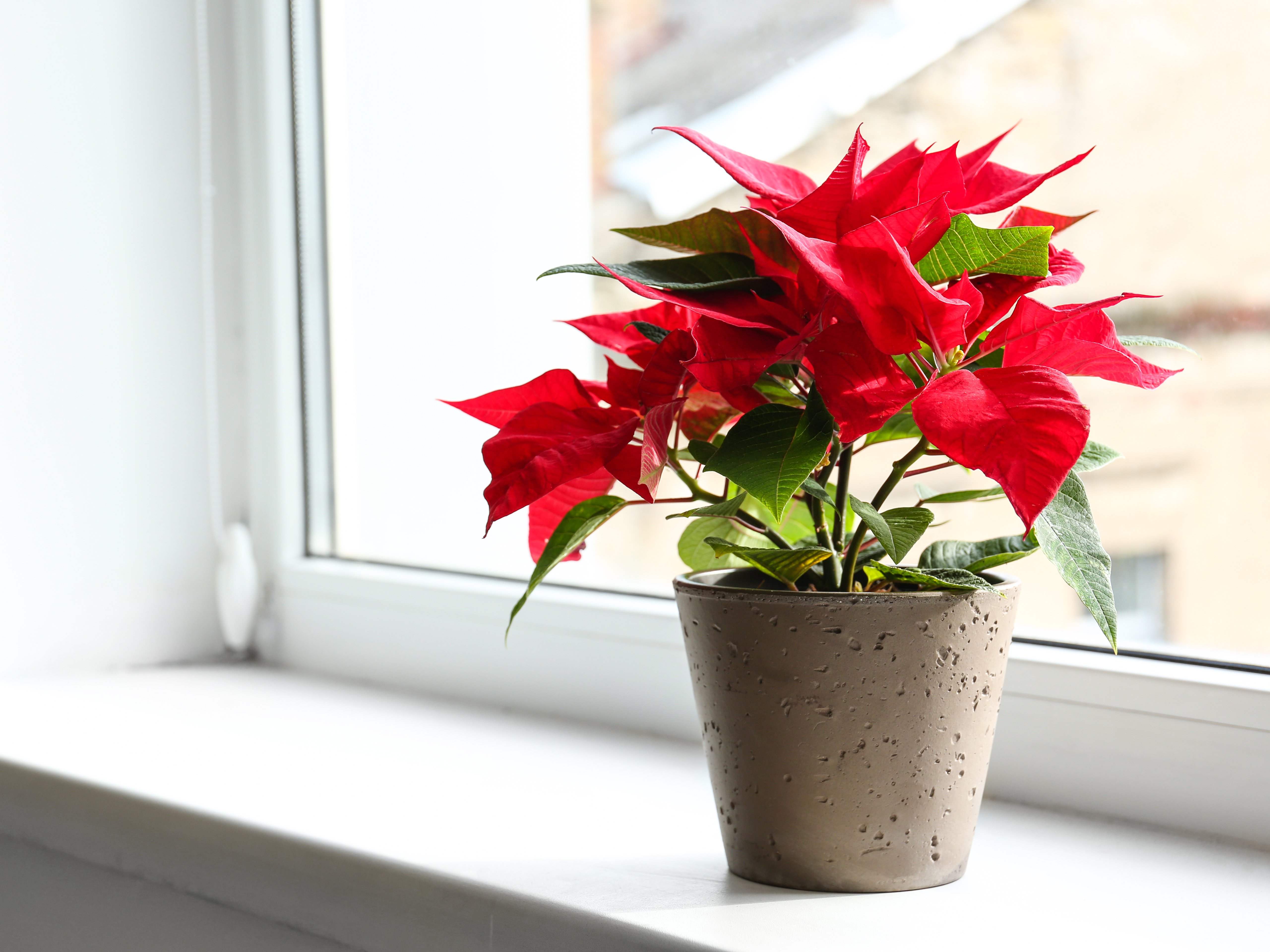 Giftige Weihnachtsblüher: Weihnachtsstern