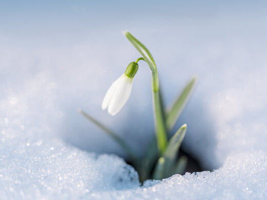 Ein Schneeglöckchen umgeben von Schnee.