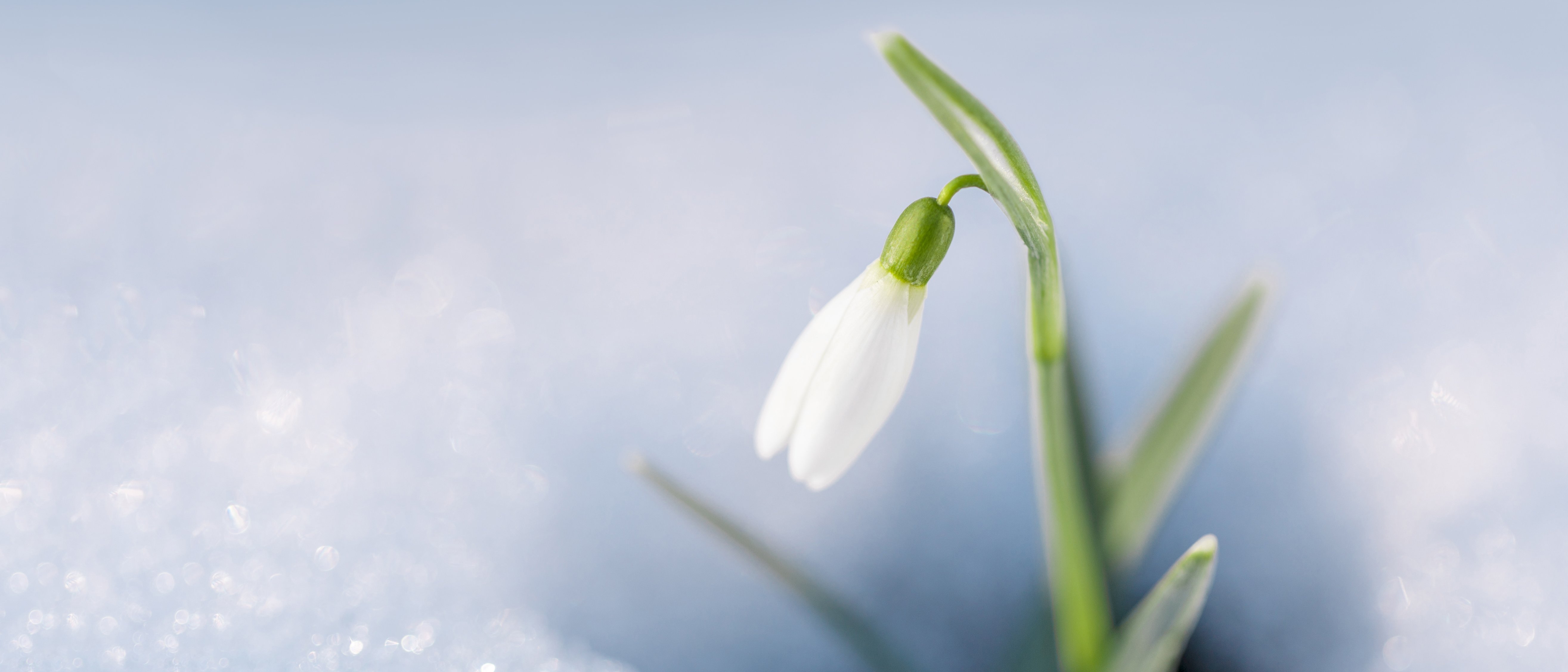 Bild: Giftige Frühblüher, Schneeglöckchen