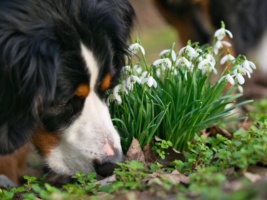 Schneeglöckchen: Giftig für Hunde und Kinder