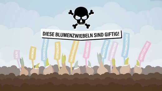 Thumbnail Video "Giftige Blumenzwiebeln"