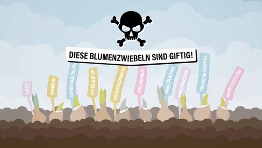 Thumbnail Video "Giftige Blumenzwiebeln"