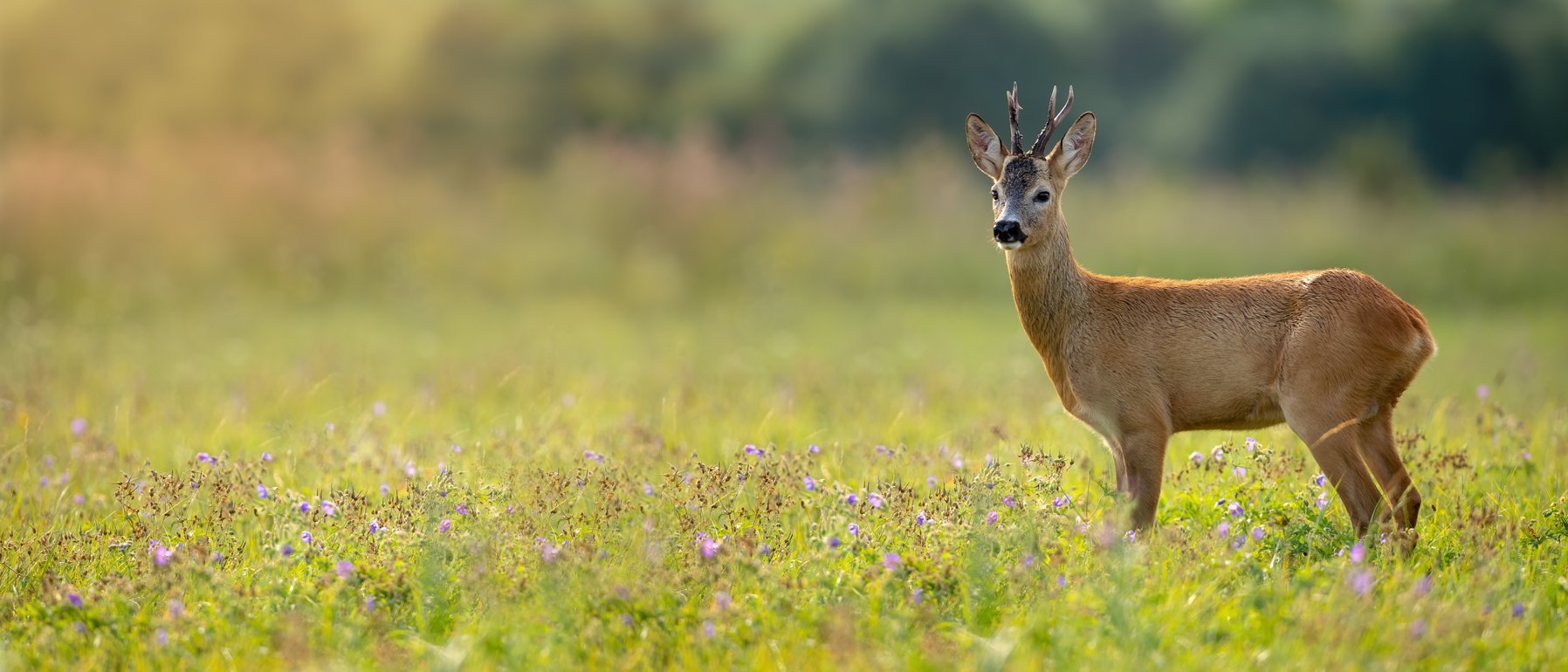 Reh auf einem Feld