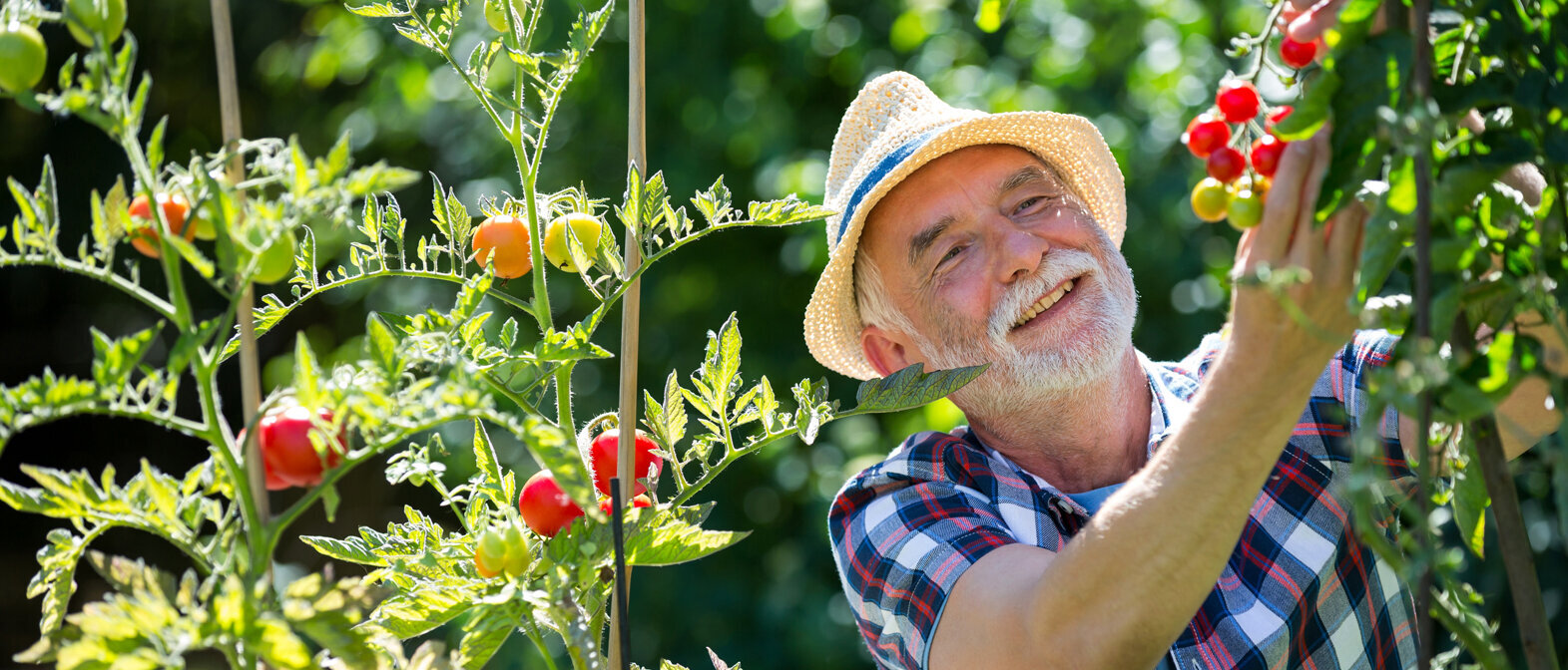 Senior pflückt unreife Tomaten im Garten
