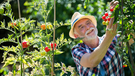 Ein älterer Mann mit Karohemd und Hut steht vor Tomatenpflanzen und begutachtet glücklich reife Tomaten.