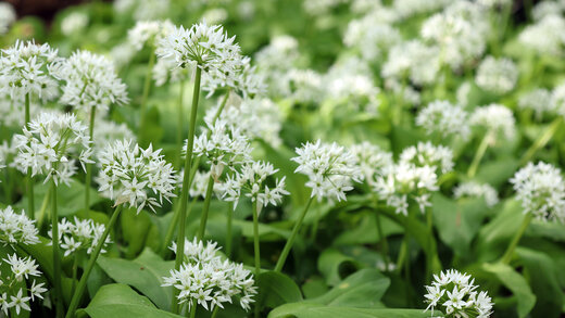 Zarte, weiße Blüten wachsen an grünen Pflanzen. Es handelt sich um essbaren Bärlauch.