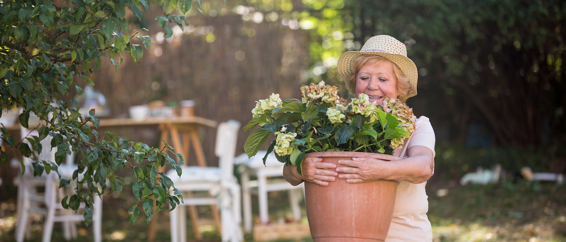 Eine Seniorin mit Hut trägt einen schweren Pflanzkübel durch ihren Garten. In dem Kübel wachsen Hortensien.