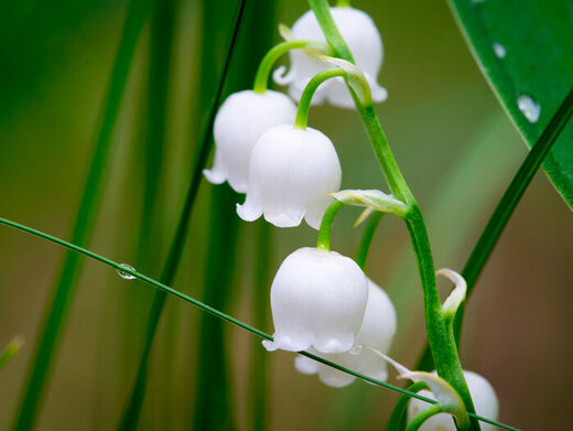 Weiße Blüten eines Maiglöckchens.