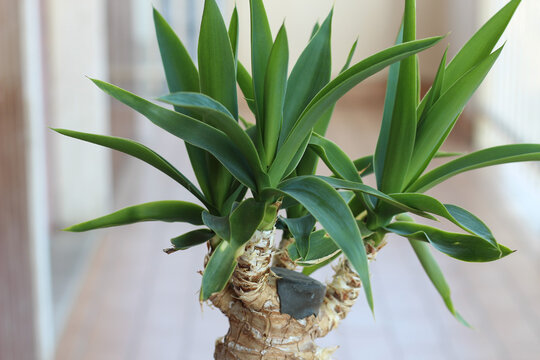 Yukka-Palme