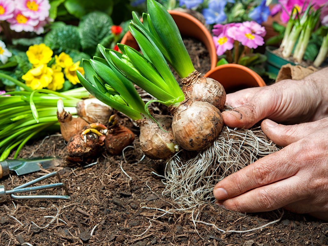 Blumenzwiebeln für die Frühjahrsblüher werden schon im Herbst gepflanzt.