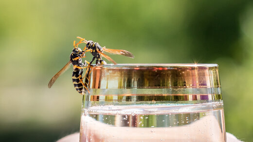 Wespen am Rand eines Wasserglases
