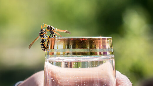 Wespe sitzt am Rand eines Wasserglases