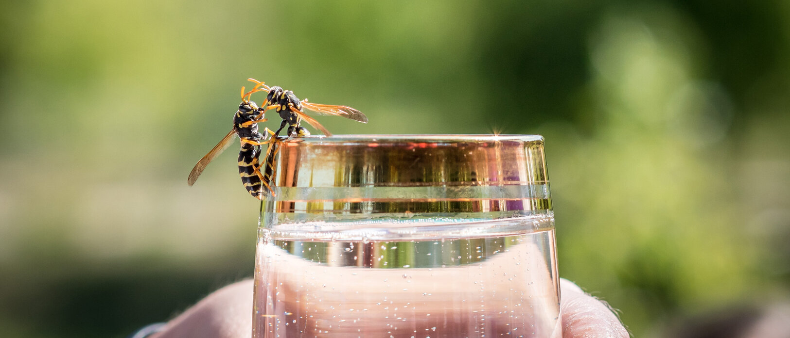Bild: Wespe am Rand eines Wasserglases