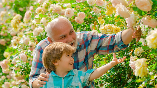Großvater steht mit Kind am Rosenbusch