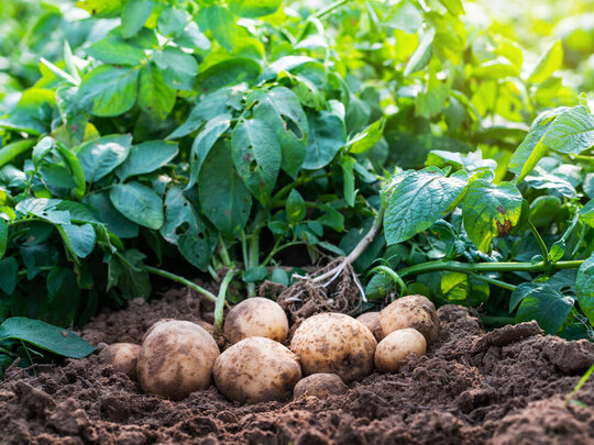 Ernte: Kartoffeln aus dem Garten