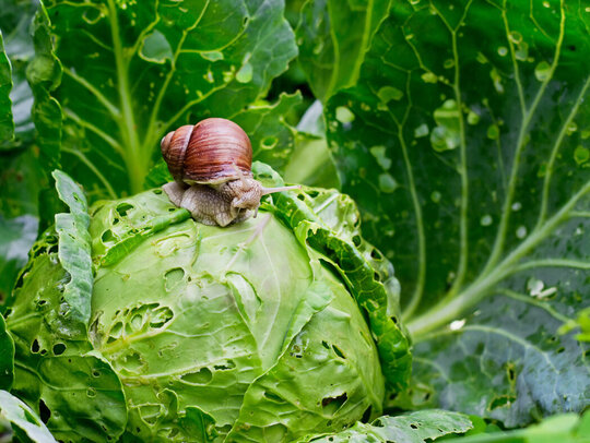 Schnecke frisst Salat: Schutzausrüstung beim Gebrauch von Pestiziden