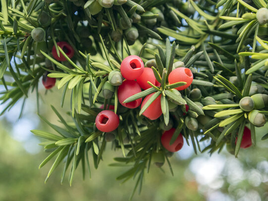 Rote Samen der Eibe.