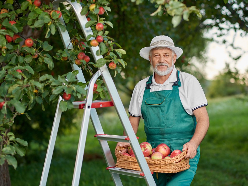 Sichere Obsternte mir Obstbaumleiter