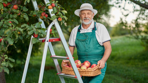Gärtner bei der Obsternte auf einer sicheren Leiter